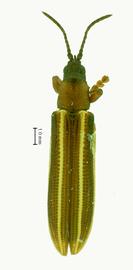   Teretrispa  habitus. 